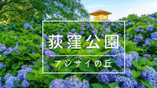 荻窪公園アジサイの丘