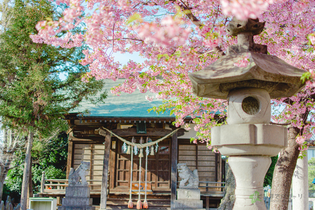 河津桜