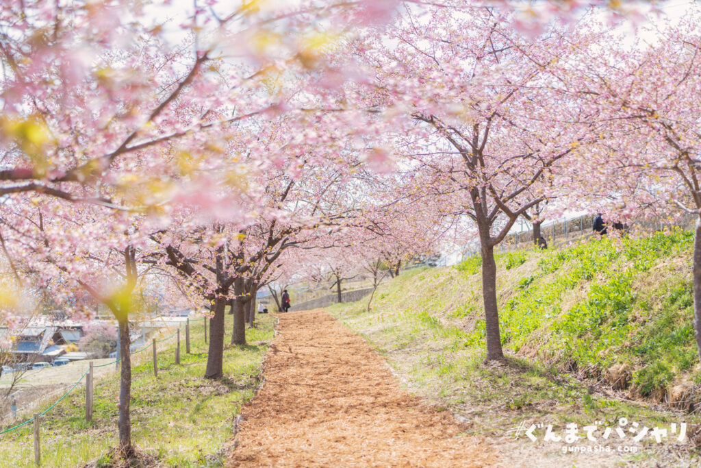 かわづ桜の丘白井