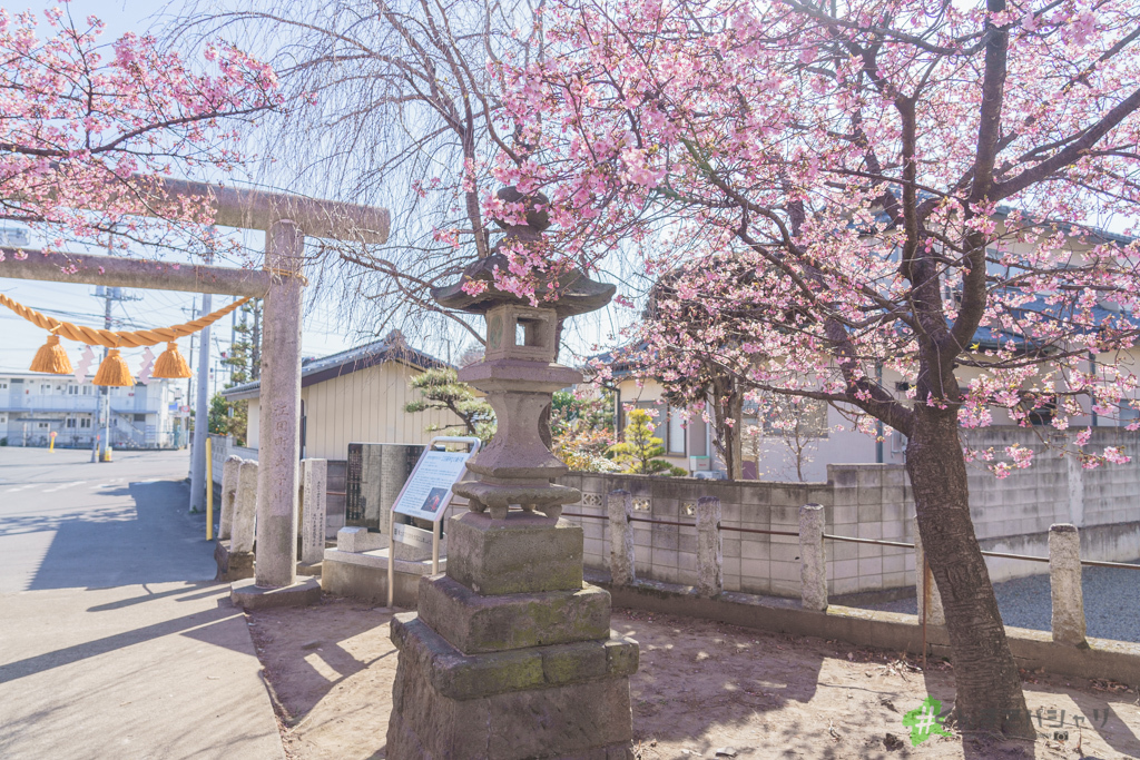 江田鏡神社の河津桜