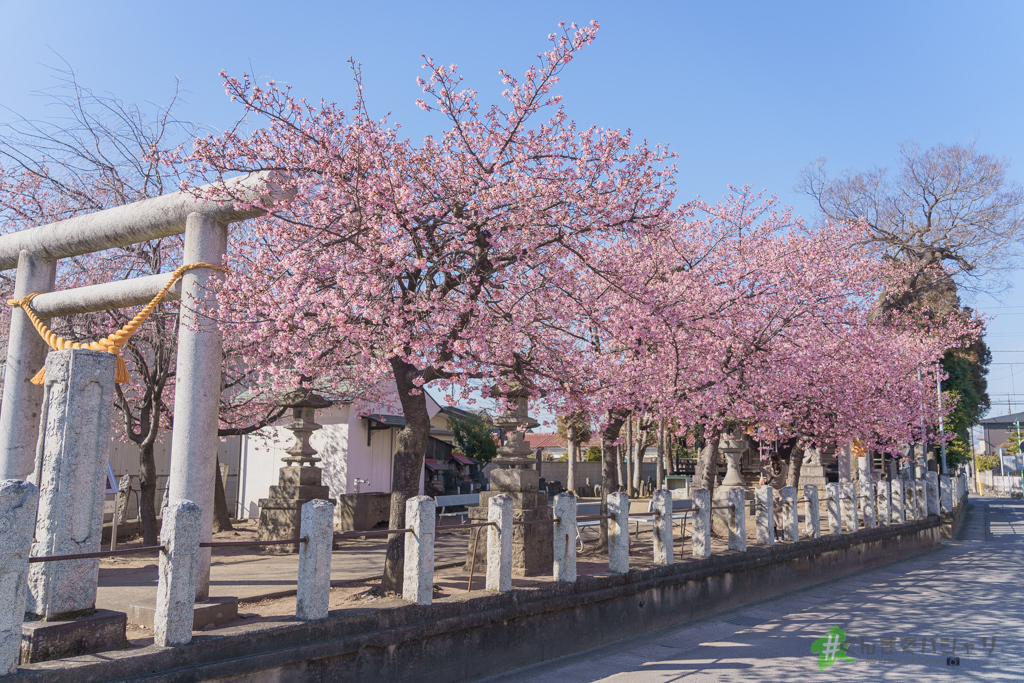 江田鏡神社の河津桜