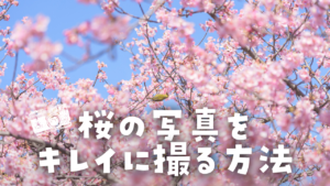 桜のキレイな撮り方