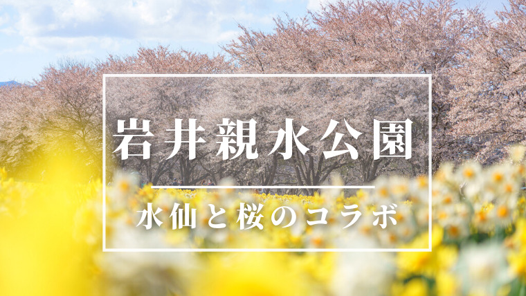 岩井親水公園 桜並木と水仙畑のコラボが圧巻 意外と知られていない春の観光名所 群馬県吾妻郡東吾妻町