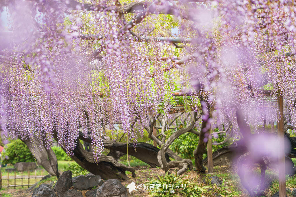 22絶景 群馬で見るべき藤の花の名所３選 地元カメラマンが教える穴場あり ぐんまでパシャリ