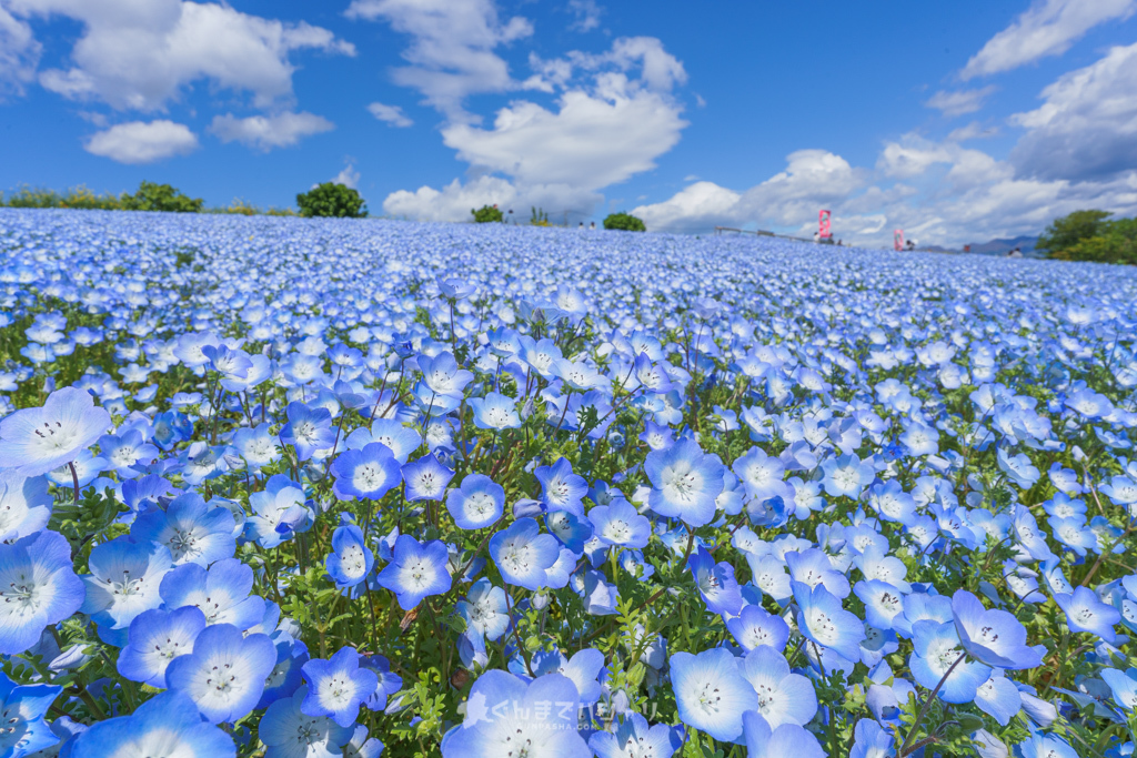 まるでひたち海浜公園 群馬で見れる絶景のネモフィラ畑 鼻高展望花の丘 22開花状況 群馬県高崎市 ぐんまでパシャリ まるでひたち海浜公園 群馬で見れる絶景のネモフィラ畑 鼻高展望花の丘 22開花状況 群馬県高崎市 ぐんまでパシャリ