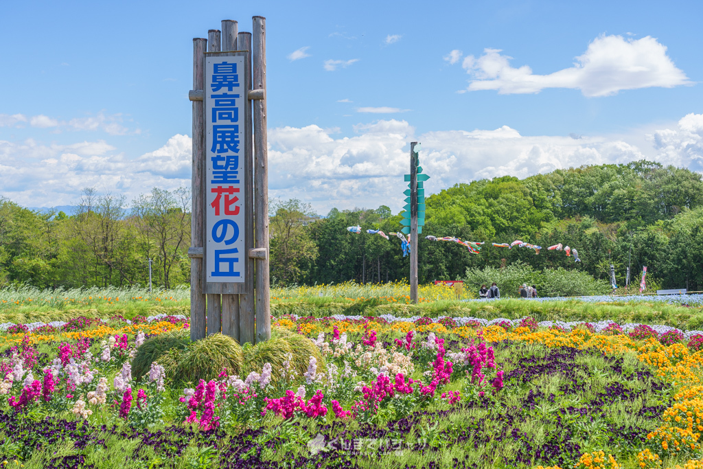 まるでひたち海浜公園 群馬で見れる絶景のネモフィラ畑 鼻高展望花の丘 22開花状況 群馬県高崎市 ぐんまでパシャリ