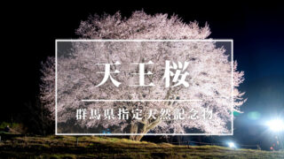 天王桜アイキャッチ