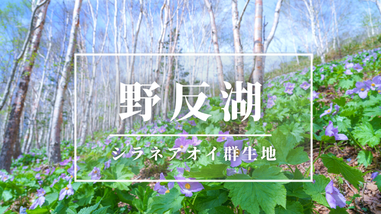 開花情報21 野反湖のシラネアオイ群生地が見頃 天空の湖に咲く薄紫色の花々 ぐんまでパシャリ