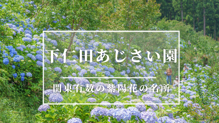 下仁田あじさい園 広大な敷地に広がる関東有数の紫陽花の名所 21年の開花状況 ぐんまでパシャリ