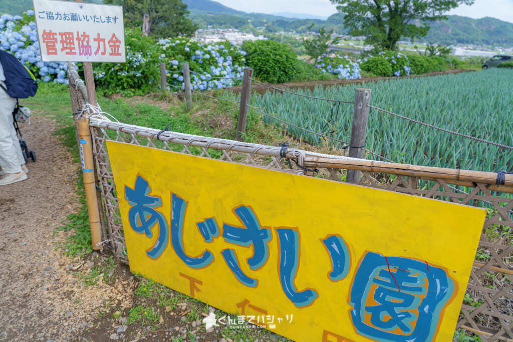 下仁田あじさい園 広大な敷地に広がる関東有数の紫陽花の名所 21年の開花状況 ぐんまでパシャリ
