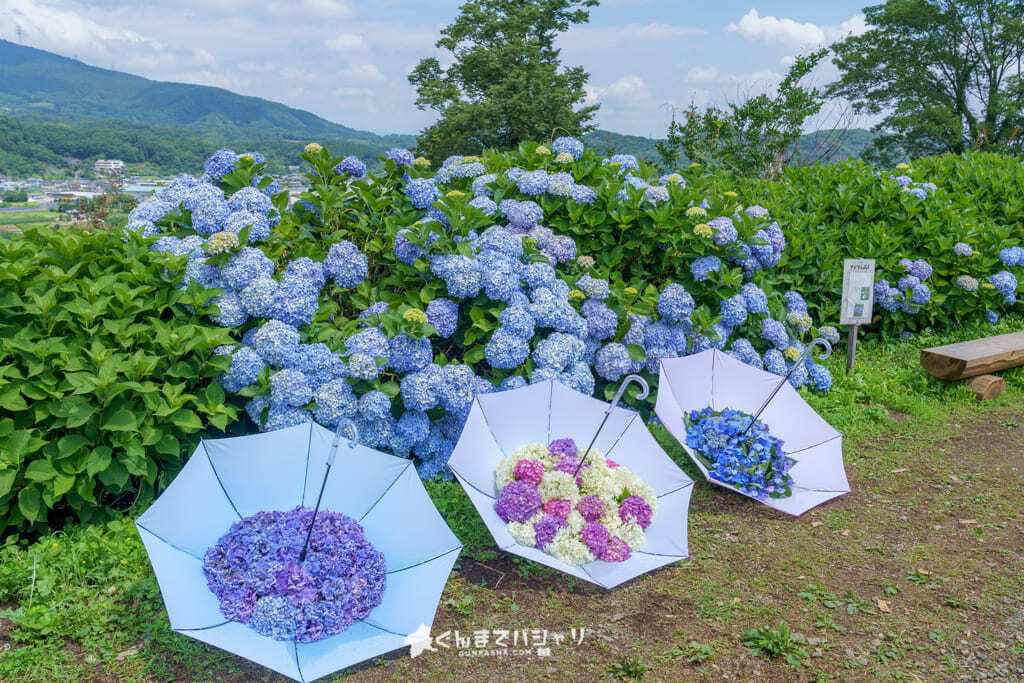 下仁田あじさい園 広大な敷地に広がる関東有数の紫陽花の名所 21年の開花状況 ぐんまでパシャリ