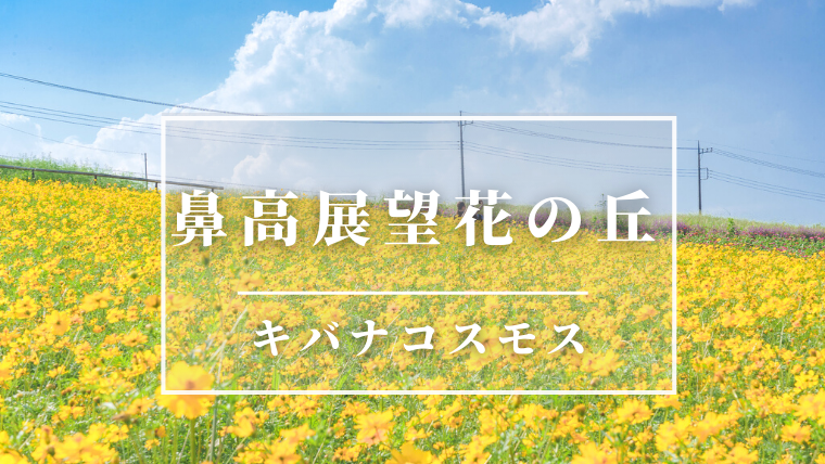 21見頃 見渡す限り一面黄色のキバナコスモスの迷路 鼻高展望花の丘 高崎市 ぐんまでパシャリ