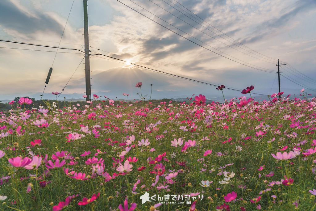 21見頃 見渡す限り一面黄色のキバナコスモスの迷路 鼻高展望花の丘 高崎市 ぐんまでパシャリ