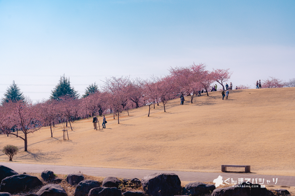 22開花状況 河津桜といえば いせさき市民のもり公園のくさぶえの丘 見頃の時期は 群馬県伊勢崎市 ぐんまでパシャリ