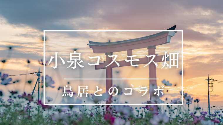 小泉コスモス畑